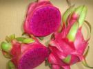 Only country approved for exporting dragon fruit to New Zealand - New Zealand to import Vietnamese dragon fruit